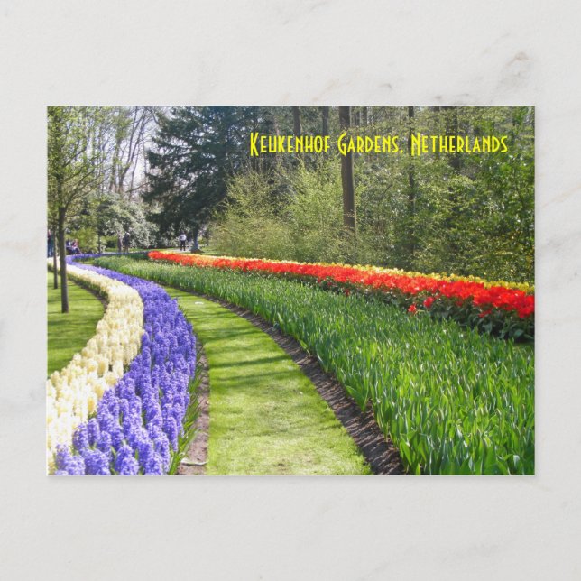 Carte Postale Keukenhof Gardens, Pays-Bas (Devant)