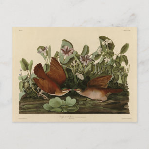 Carte Postale Key-west Dove, Quail-Dove Audubon Birds of America