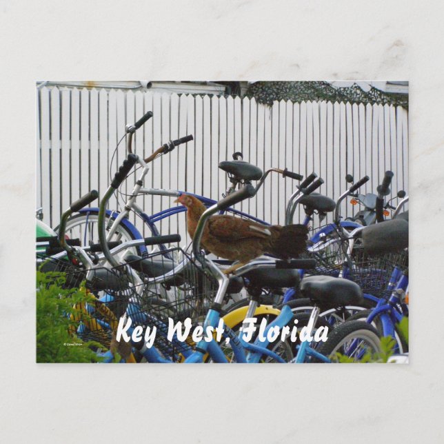 Carte Postale Key West, Floride (Devant)