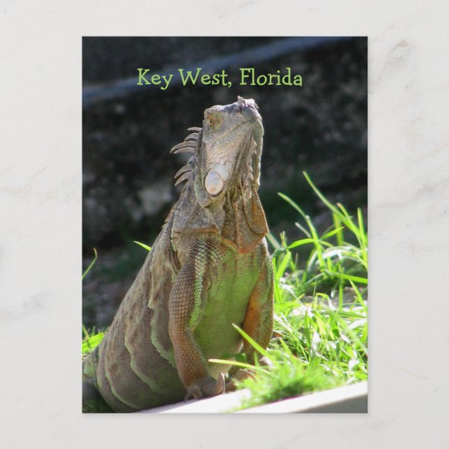 Carte Postale Key West Iguana (Devant)
