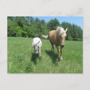 Carte Postale Khrysta et cash