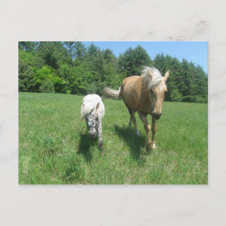 Carte Postale Khrysta et cash