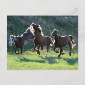 Carte Postale Kicking