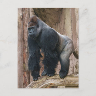 Carte Postale Kidogo le Silverback frappe un pose sur un journal