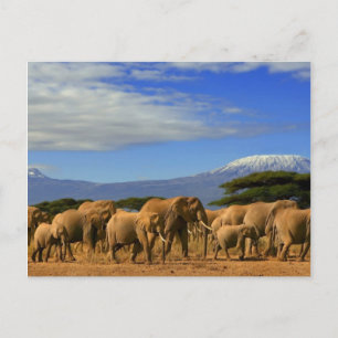 Carte Postale Kilimanjaro And Elephants