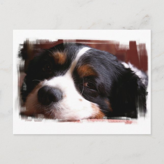 Carte postale King Charles Cavalier Spaniel (Devant)