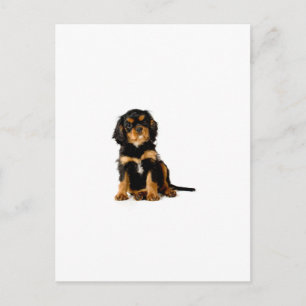 Carte Postale King Charles Spaniel Black & Tan