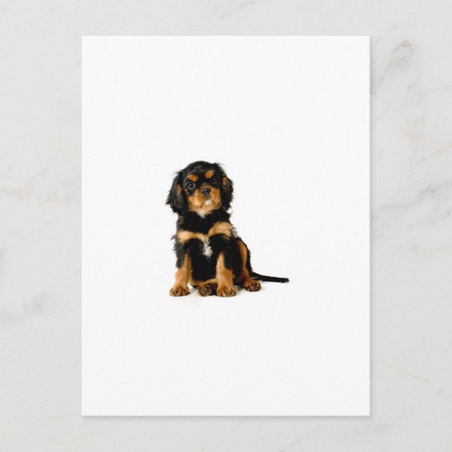 Carte Postale King Charles Spaniel Noir & Tan (Devant)