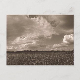 Carte postale King Cotton Rural South