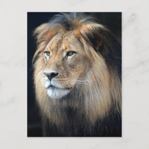 Carte Postale King Of The Jungle Two Lion