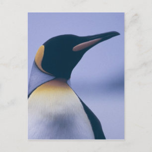 Carte Postale King Penguin