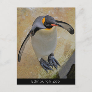 Carte postale King Penguin Edinburgh Zoo Scotland