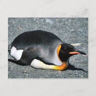 Carte Postale King Penguin sur la plage