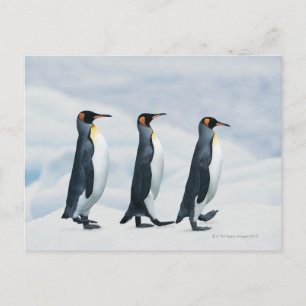 Carte Postale King Penguins marchant dans un seul fichier