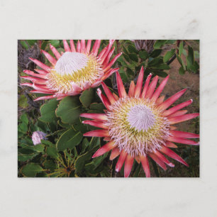 Carte Postale King Protea (Protea Cynaroides), Helderberg