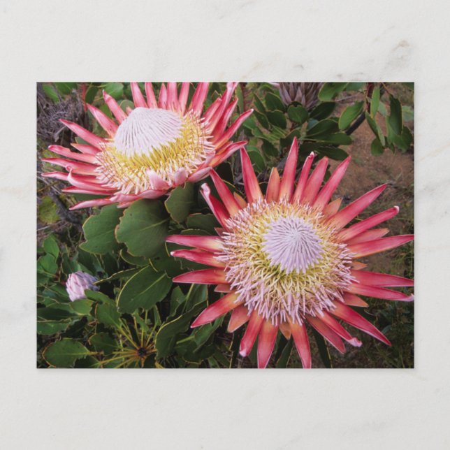 Carte Postale King Protea (Protea Cynaroides), Helderberg (Devant)