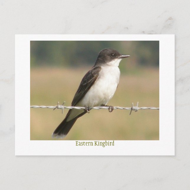 Carte Postale Kingbird oriental (Devant)