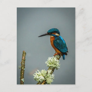 Carte postale Kingfisher