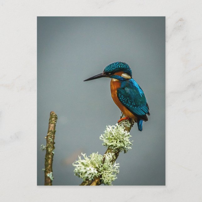 Carte postale Kingfisher (Devant)