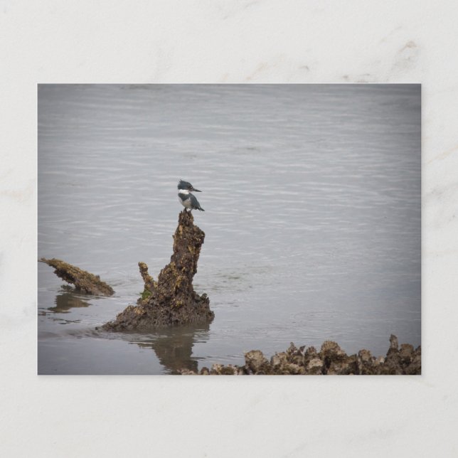Carte Postale Kingfisher (Devant)