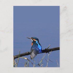 Carte postale Kingfisher