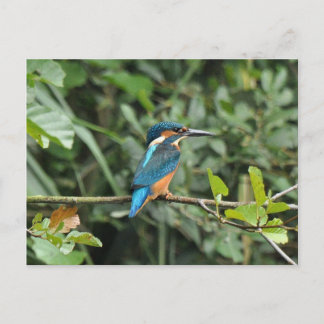Carte postale Kingfisher