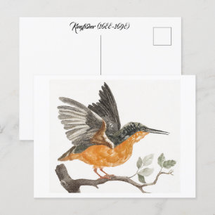 Carte Postale Kingfisher (1688-1698) par Johan Teyler (1648-1709