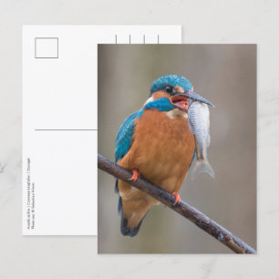 Carte Postale Kingfisher avec Prey Nature Photo