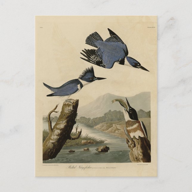 Carte Postale Kingfisher Belted des oiseaux d'Amérique d'Audubon (Devant)