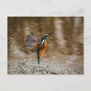 Carte Postale Kingfisher Bird Postcard