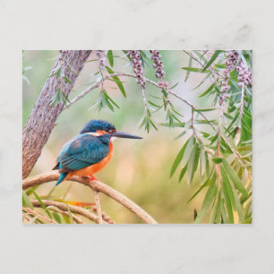 Carte Postale Kingfisher Perché sur la branche