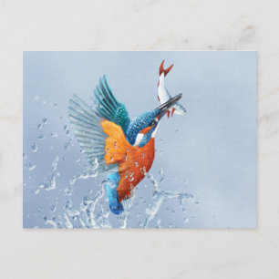 Carte Postale Kingfisher qui sort de l'eau
