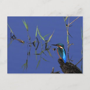 Carte postale Kingfisher Repose