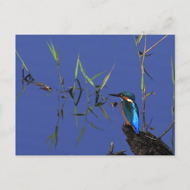 Carte postale Kingfisher Repose (Devant)