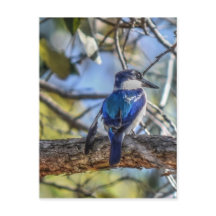 KINGFISHER RURAL QUEENSLAND AUSTRALIE