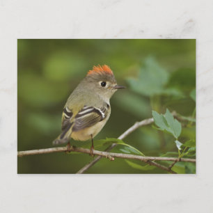 Carte Postale Kinglet couronné de rubis masculin, Regulus calend