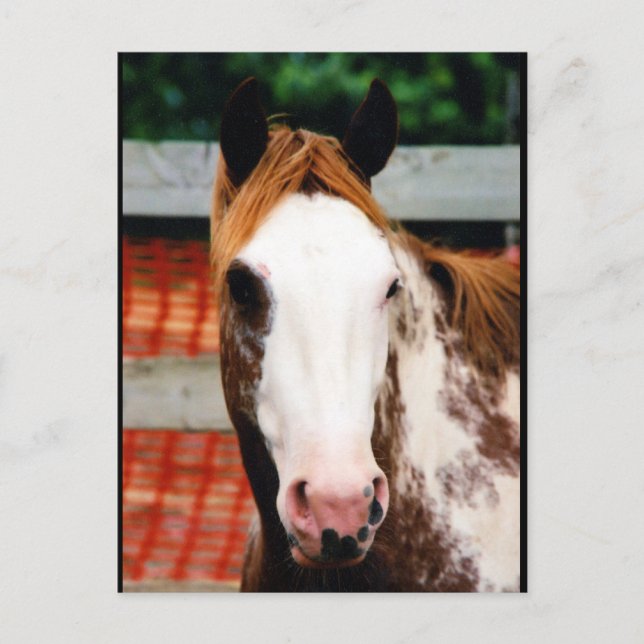 Carte Postale Kings Fancy Girl (Devant)