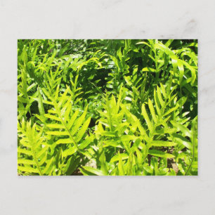 Carte postale King's Fern