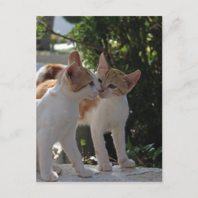 Carte Postale Kissing Cats (Devant)