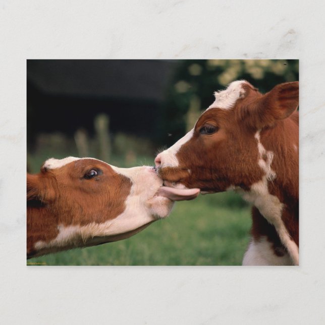 Carte Postale Kissing Cows (Devant)