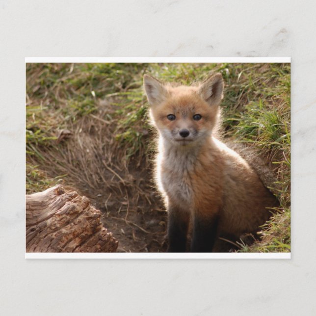 Carte Postale kit fox (Devant)