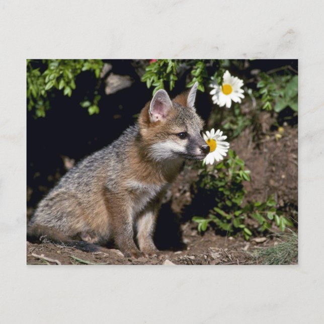 Carte Postale Kit Grey Fox-young (Devant)