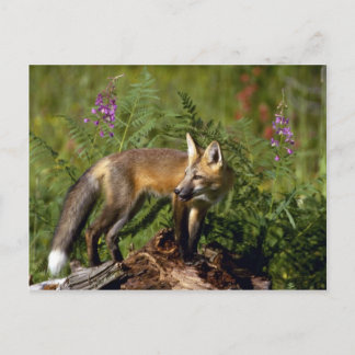 Carte Postale Kit Red Fox