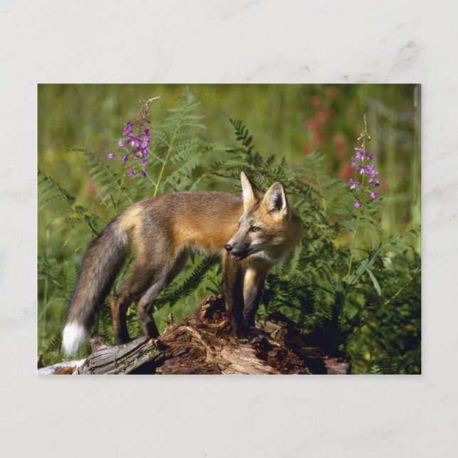Carte Postale Kit Red Fox (Devant)