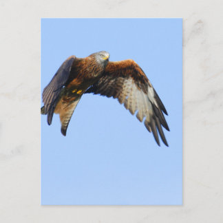 Carte Postale Kite rouge