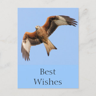 Carte Postale Kites rouges sauvages