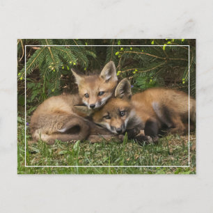Carte Postale Kits de Fox