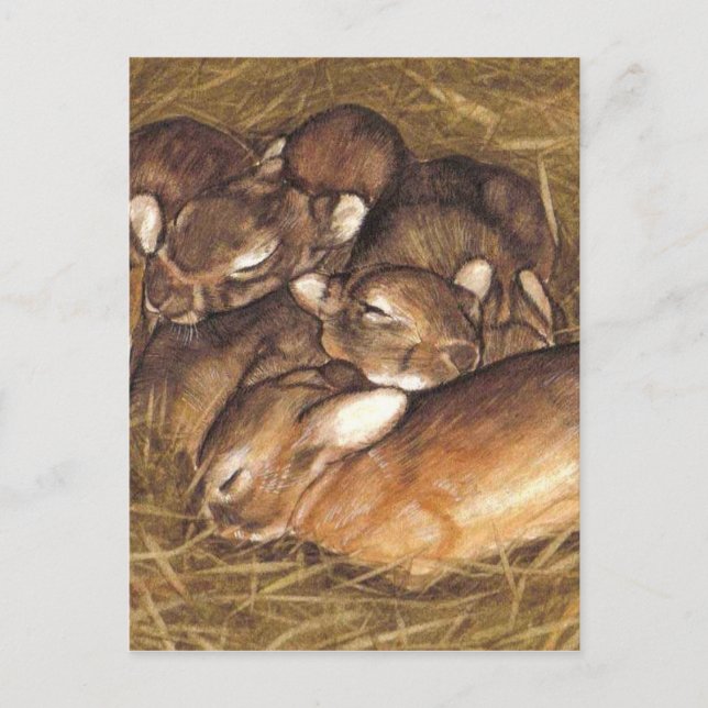 Carte Postale kits de lapins bébés dans l'art du nid (Devant)