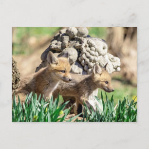 Carte Postale Kits Fox dans la vallée de l'Hudson