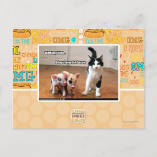Carte Postale Kitteh